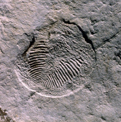 1516780856117433.jpg/
